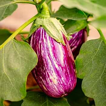 eggplantページ True Leaf Market | True Leaf Market Seed Company